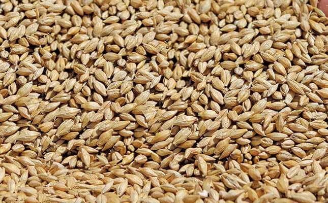 best quality grade barley grains